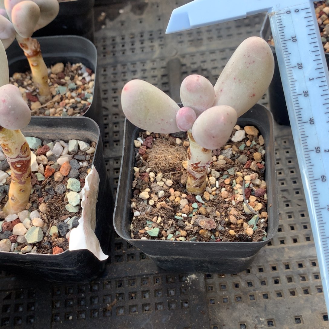 米可奶 24 .7 不凑满28元发一片叶 不售后 到付