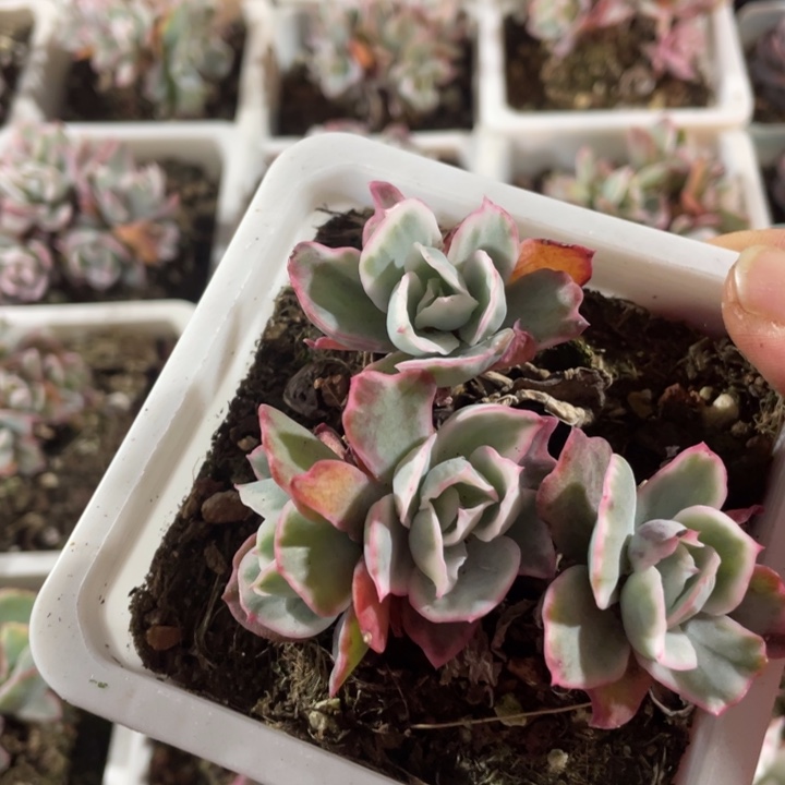 伯克利锦18.888888888