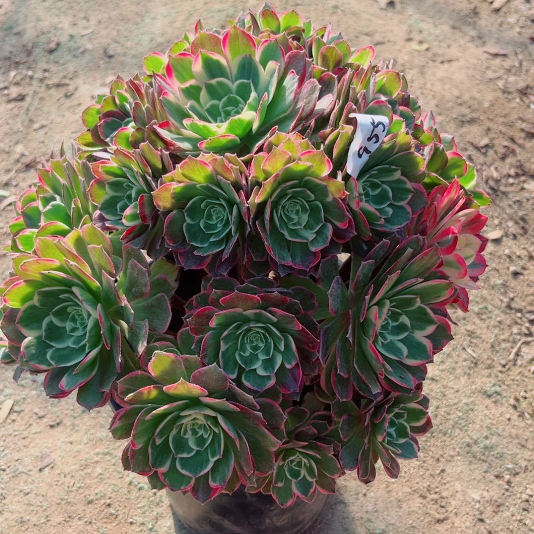 955高贵法师多肉植物