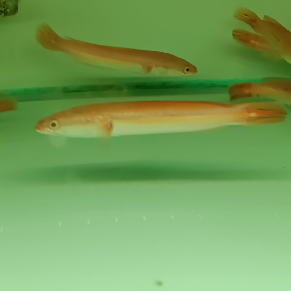 黄化铅笔大铅笔鱼活雷龙小盾鳢多曼大型凶猛肉食热带观赏鱼