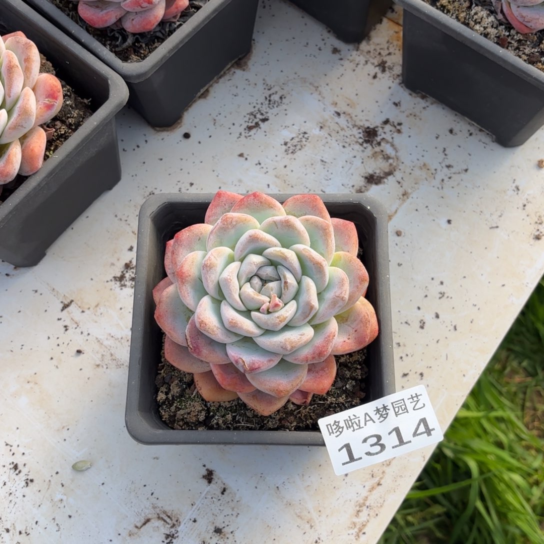 开开心心每一天象牙