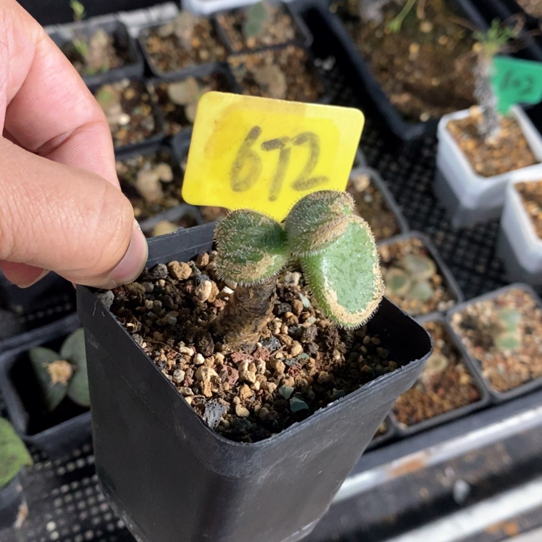 薛辉圣塔多肉植物