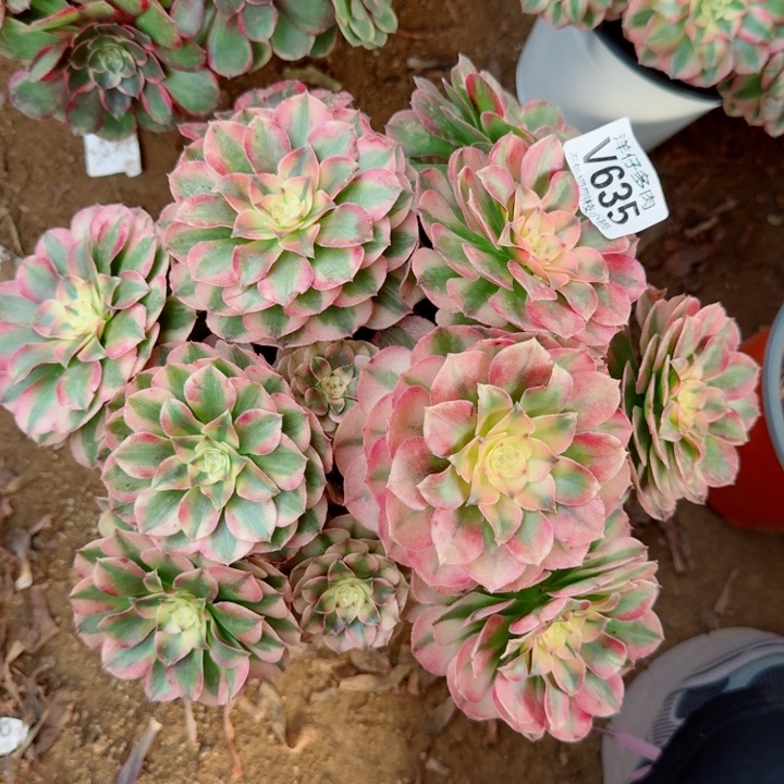 荔枝法师635冠幅25