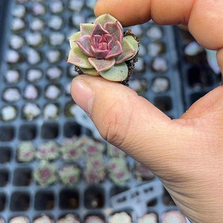 丝绒玫瑰 满10颗包邮