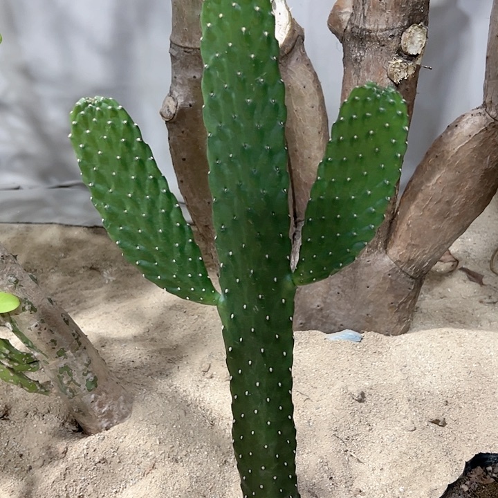 【闪购商品】阿*子中华掌