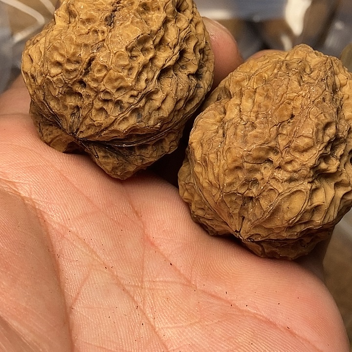 把件文玩核桃云南铁核桃66