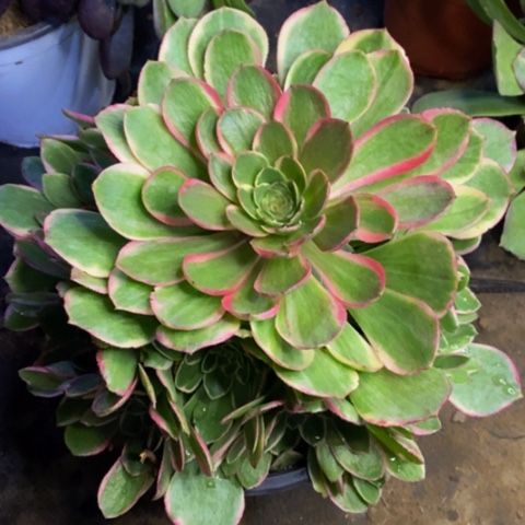 粉花妖多肉植物量拍