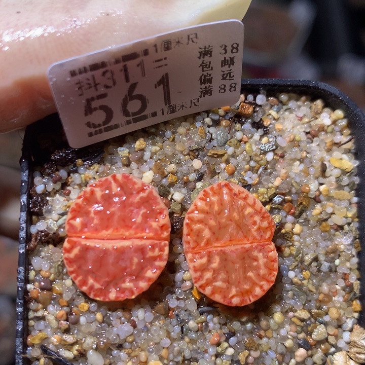 精品生生石花311.561