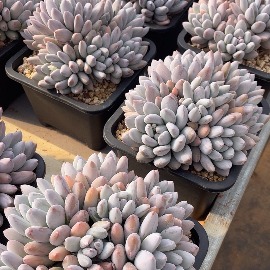 香所精控群生18厘米可挑