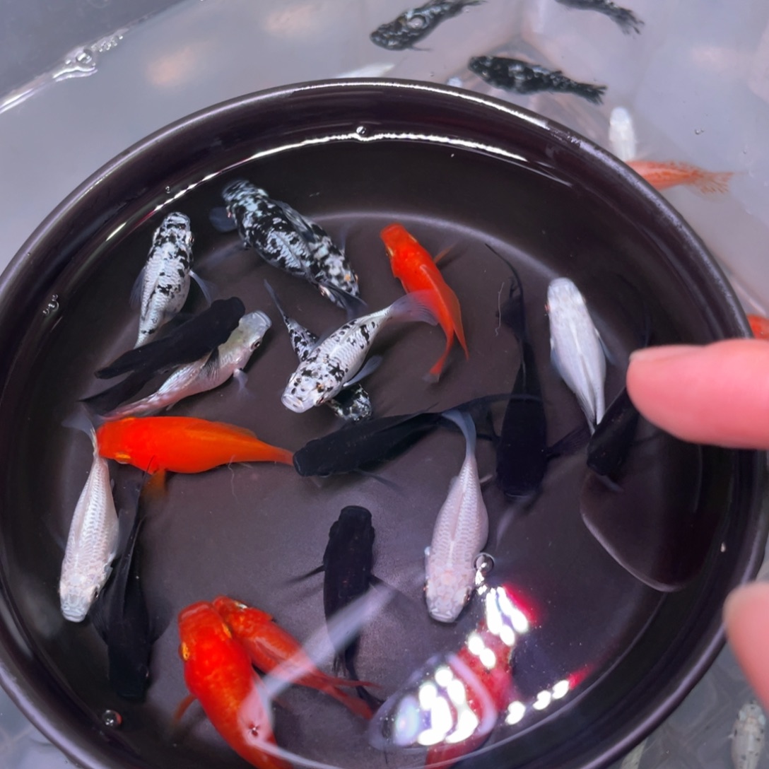 海水鱼玛丽球种鱼16+4备损