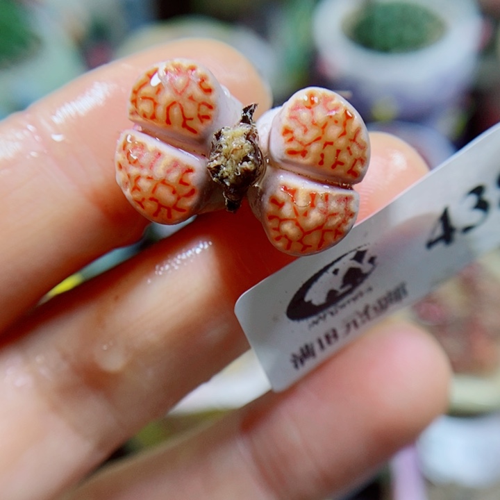 生石花花花花花花花花438