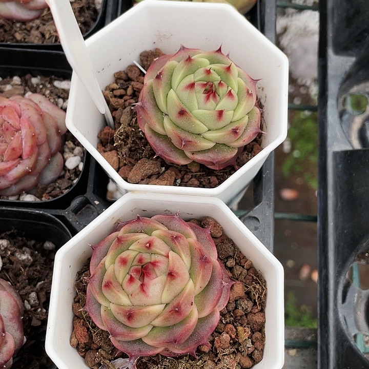 草莓熊10元一盆88888