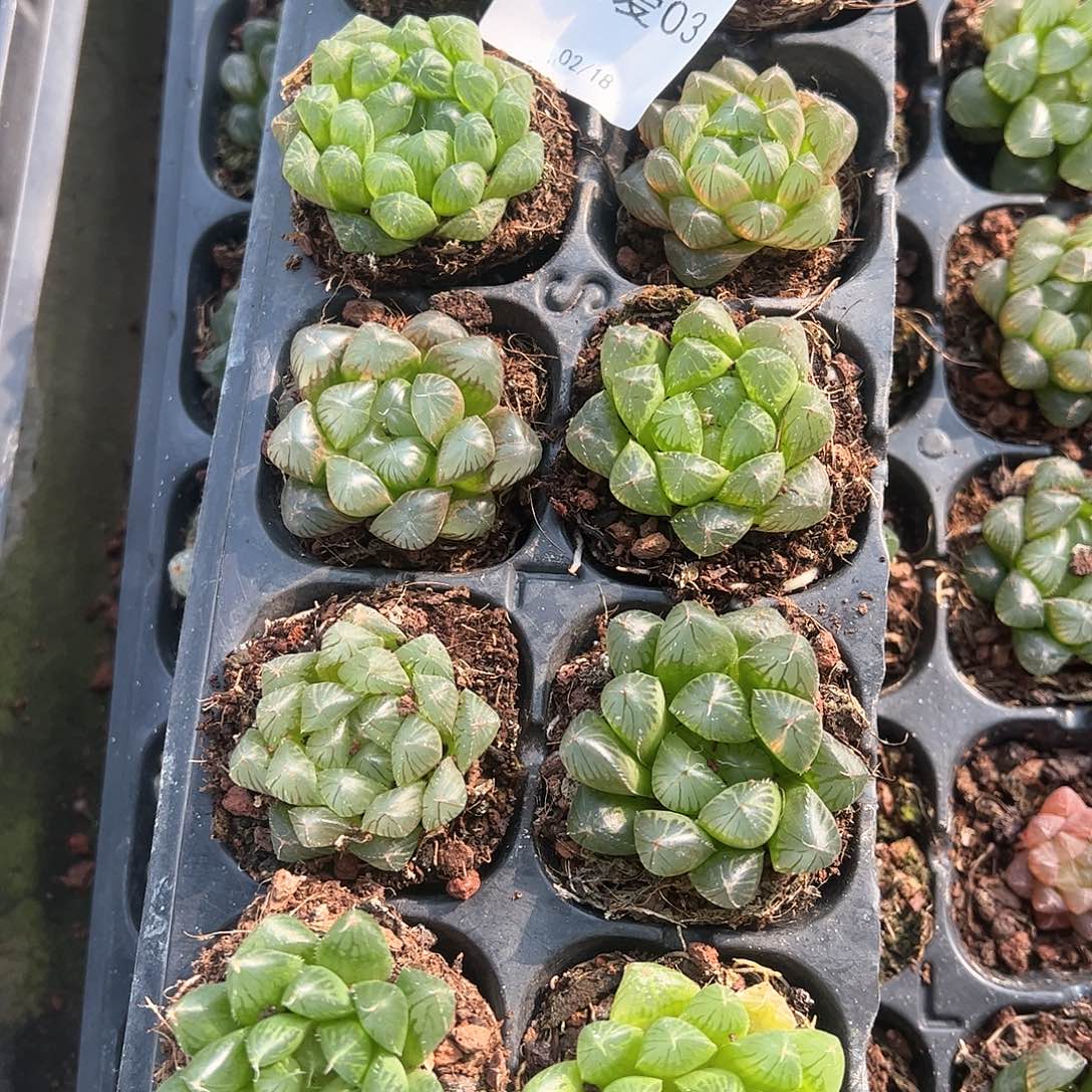 直播福利一物一拍03