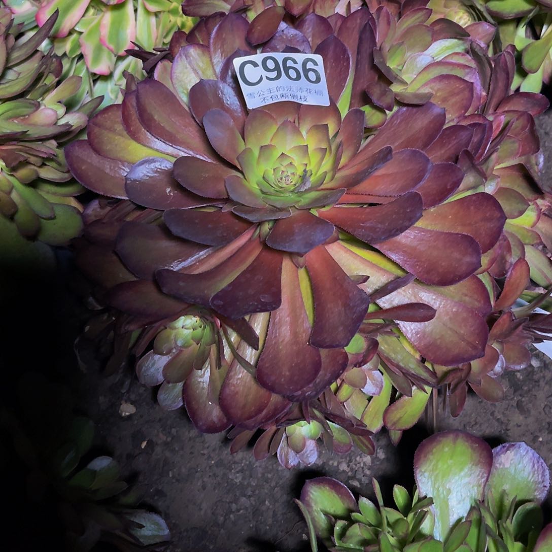 法师法师16/22包邮法师