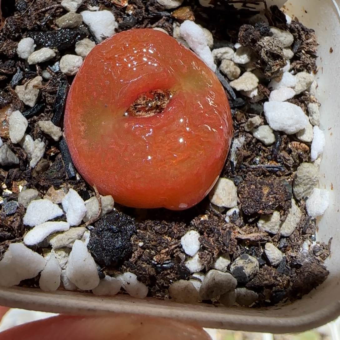 肉锥多肉植物百科-水蜜桃1723