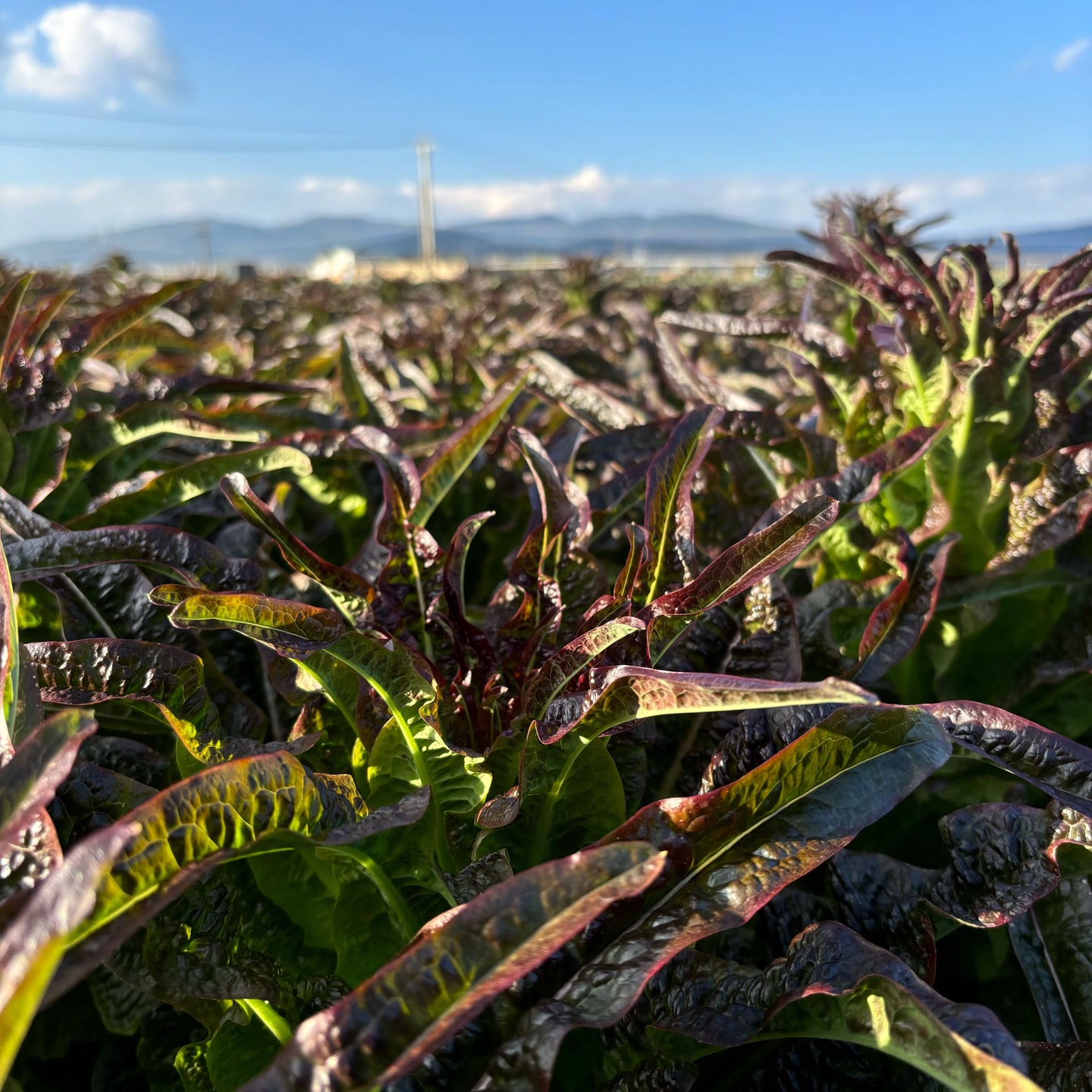 【顺丰冷链】云南露天种植新鲜紫叶莴笋农家现摘现发