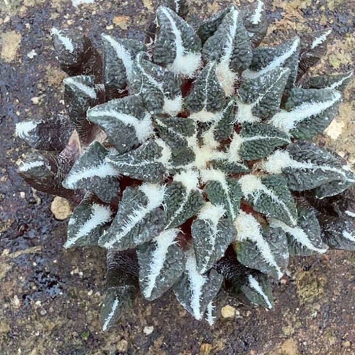 无花朵落地黑牡丹776