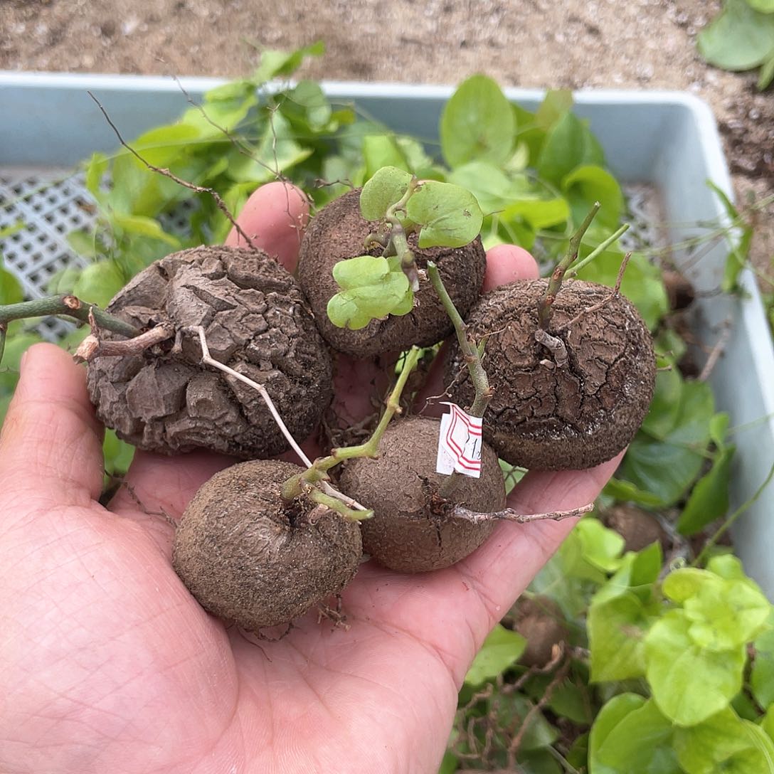 龟甲龙一物一拍318号5颗