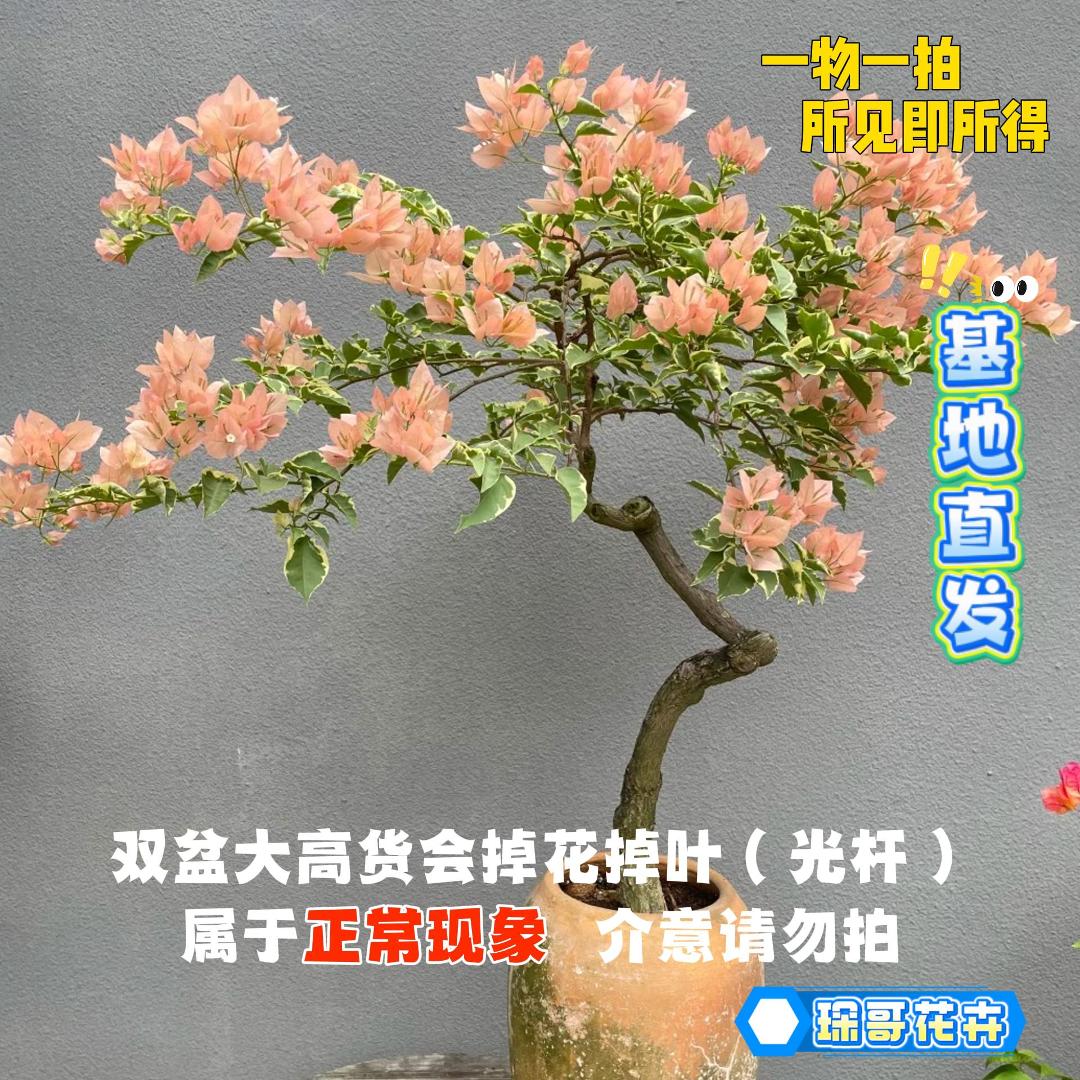 琛哥【16单盆一物一拍】会掉花落叶甚至光杆介意慎拍三角梅！