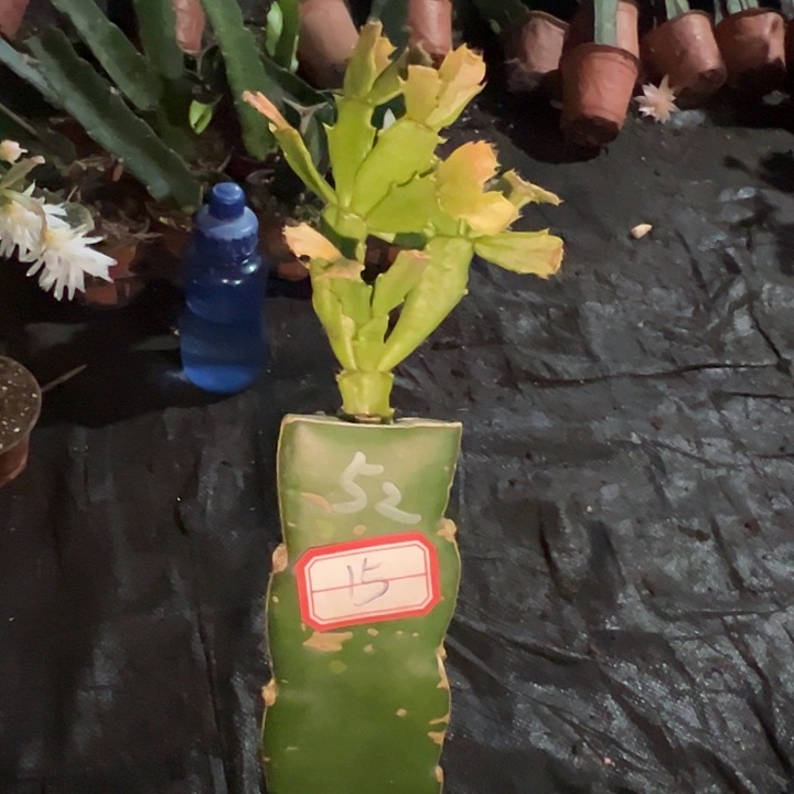 ℳ***࿐，15号带盆052天使的云