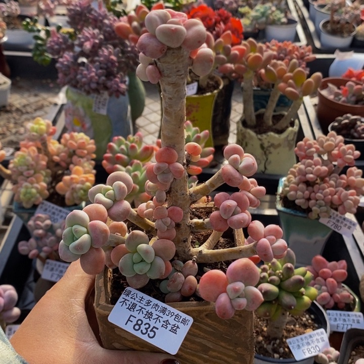 樱花洛神老桩835多肉植物