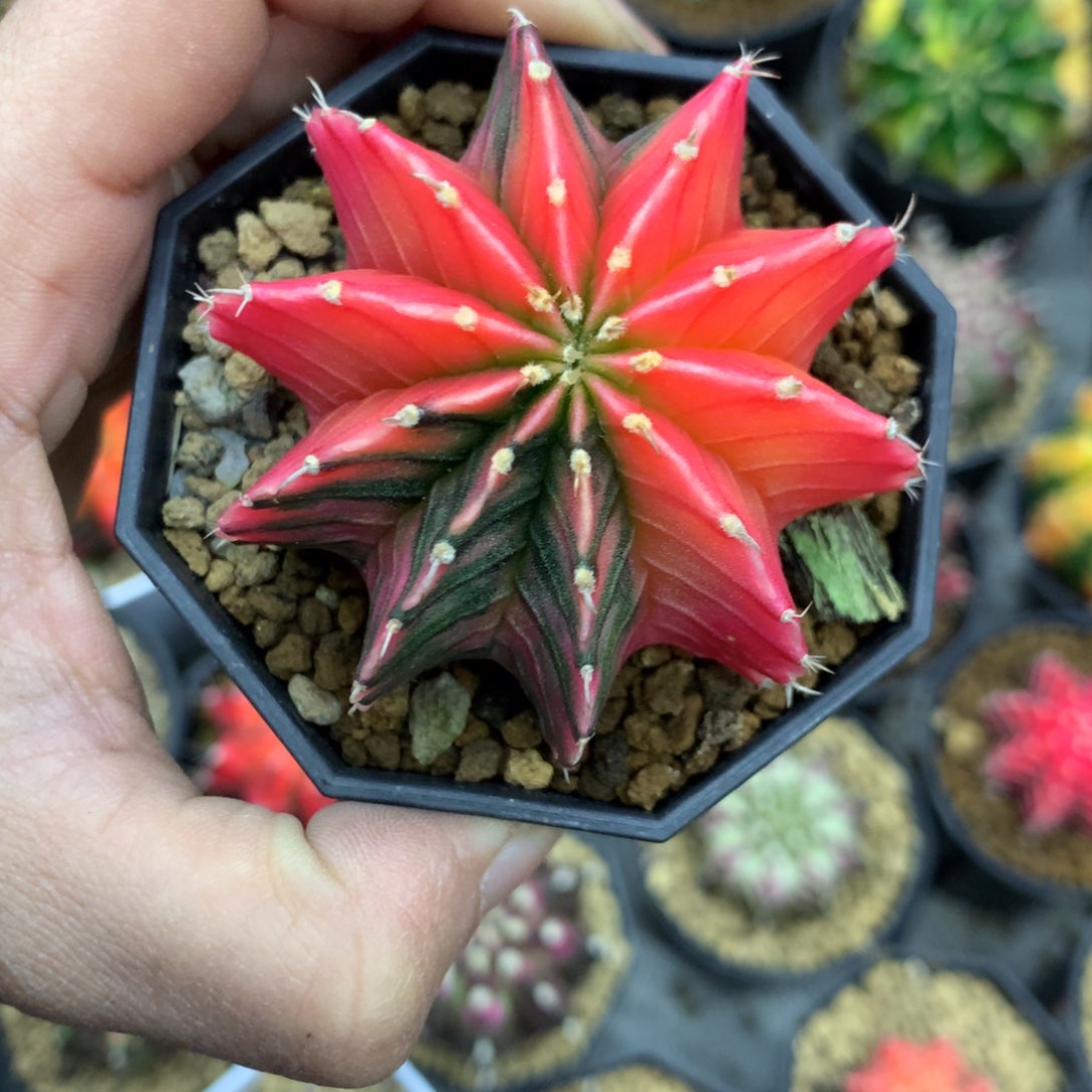 仙人球一物一拍35