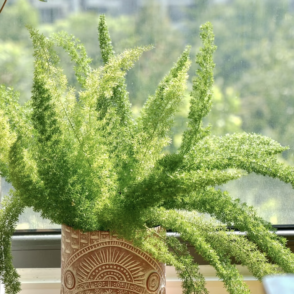 【狐尾天门冬】盆栽植物庭院阳台花卉室内四季常青