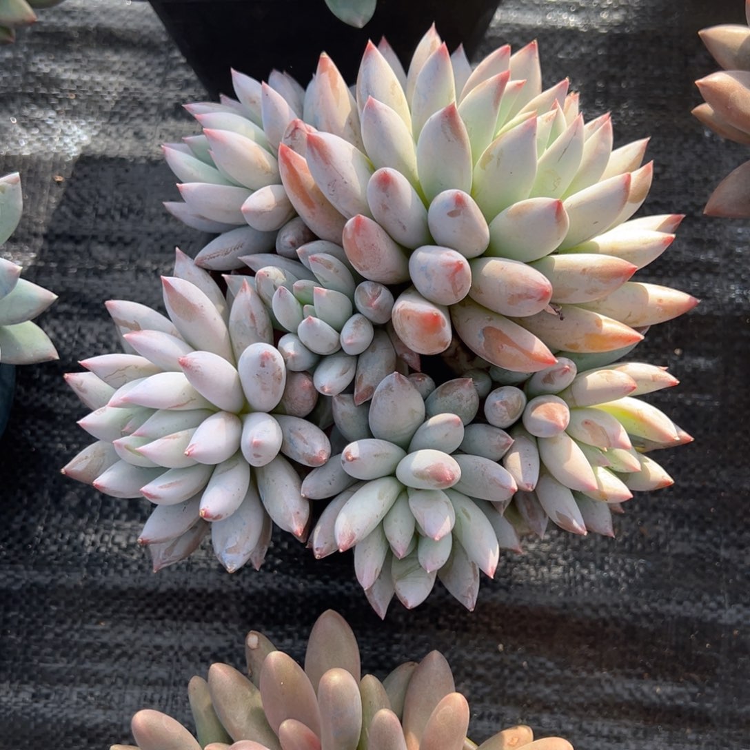 $***$所罗门多肉一物一拍