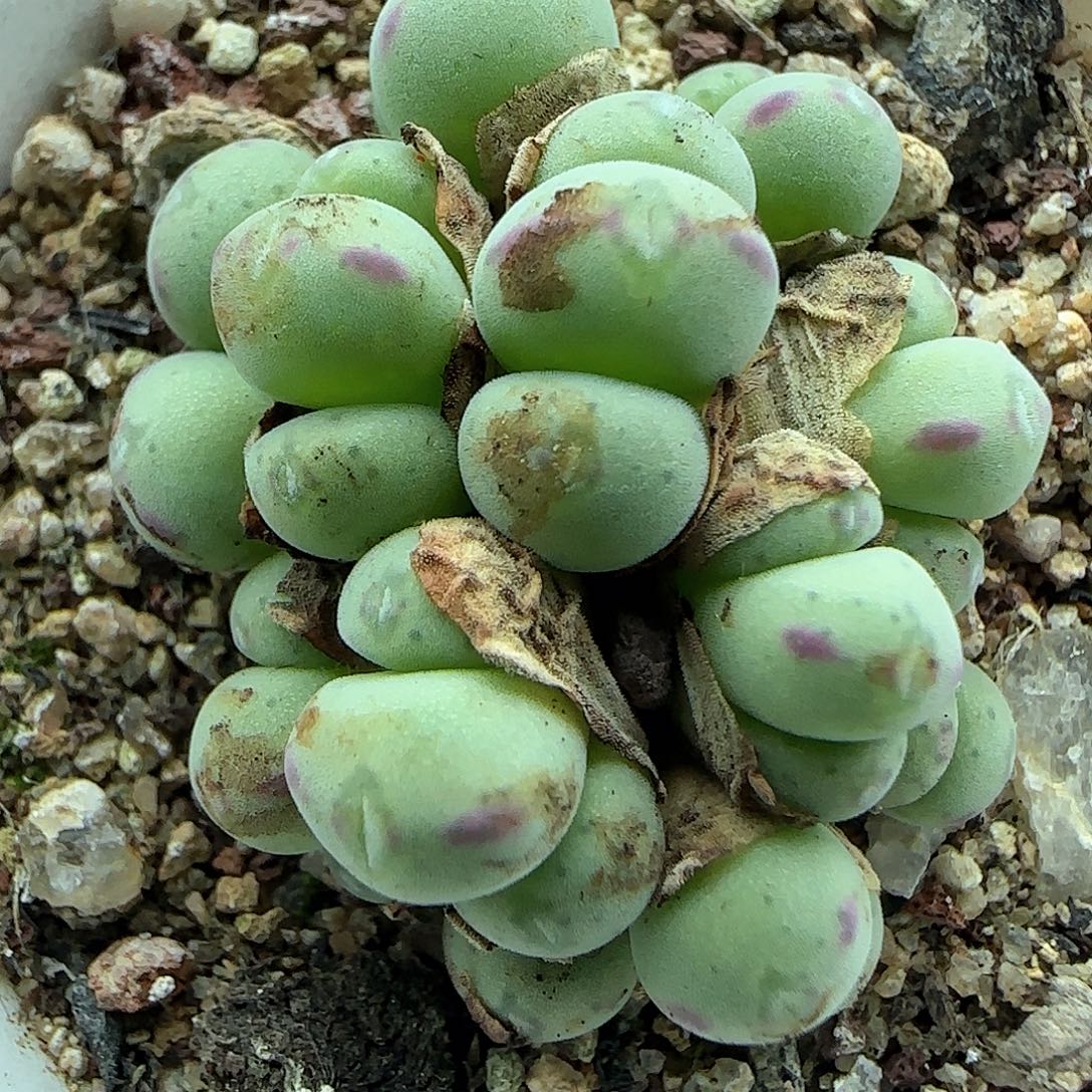 开播福利活动46688