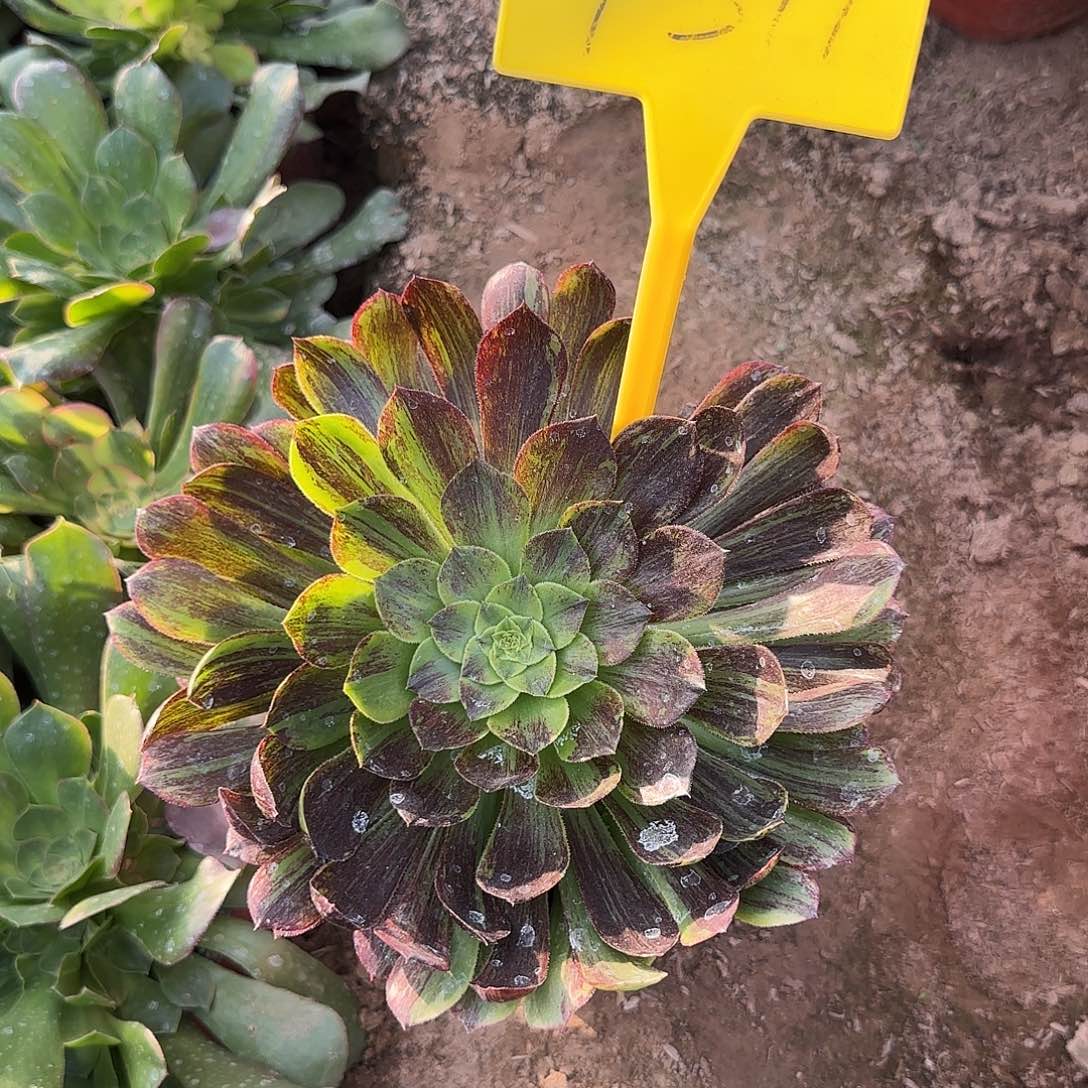 43111---墨兰迪多头多肉