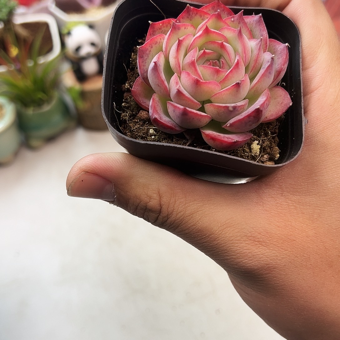 粉红侧影多肉植物