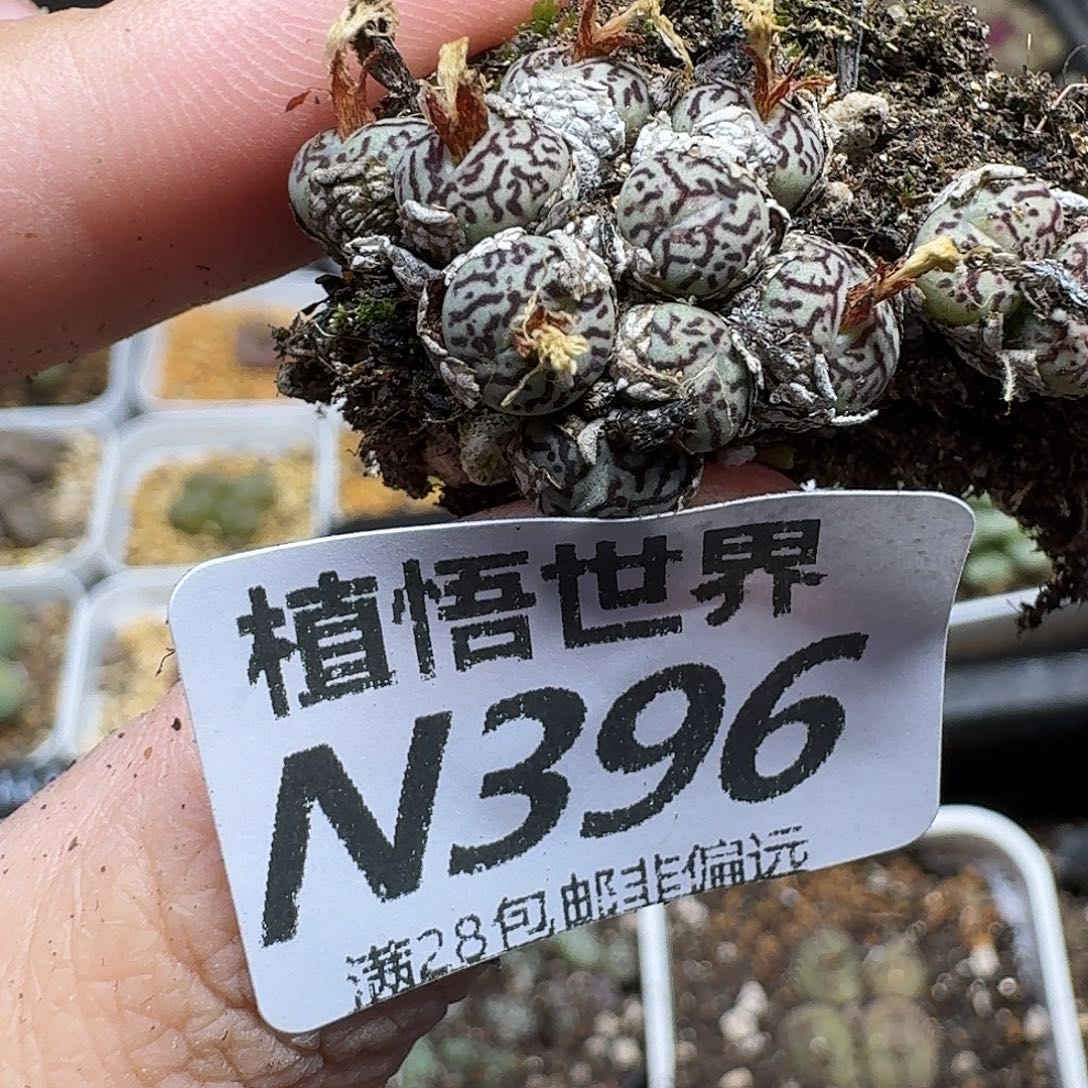 多肉植物的润泽和gb