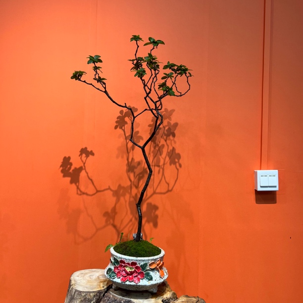 【文人桩】海岛春花精品盆景茶空间办公室庭院造景室内装饰盆景