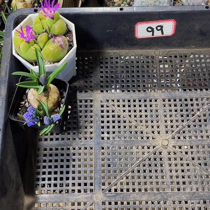 嘿***！99号筐带盆土发货