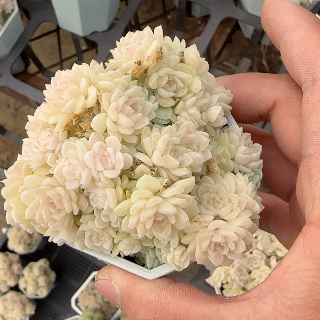 【闪购商品】0216-62（fm-74-1）不包整