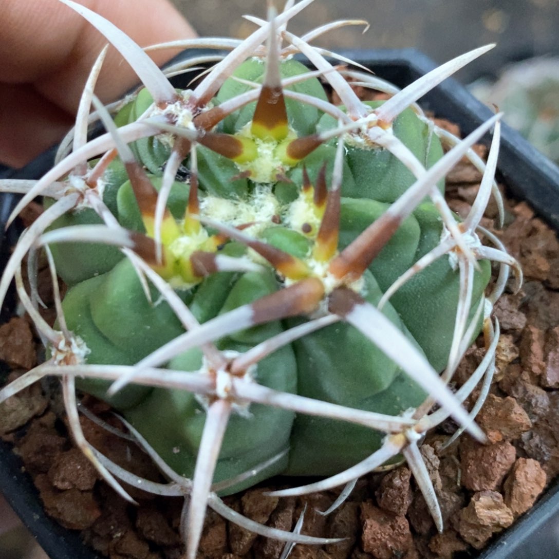 孤品实生顶级粗刺五十铃碧岩玉4.8cm