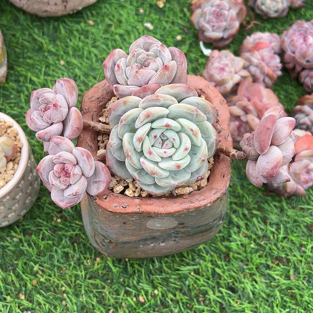 是**啊vjghhhhjhjjjnnnjnnbbbhhhh