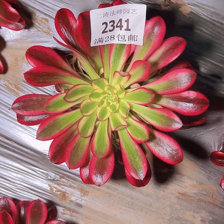 2341冰淇淋多肉植物
