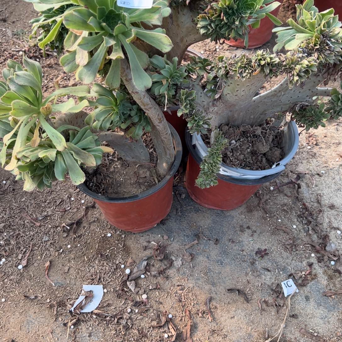 248三颗组合多肉植物