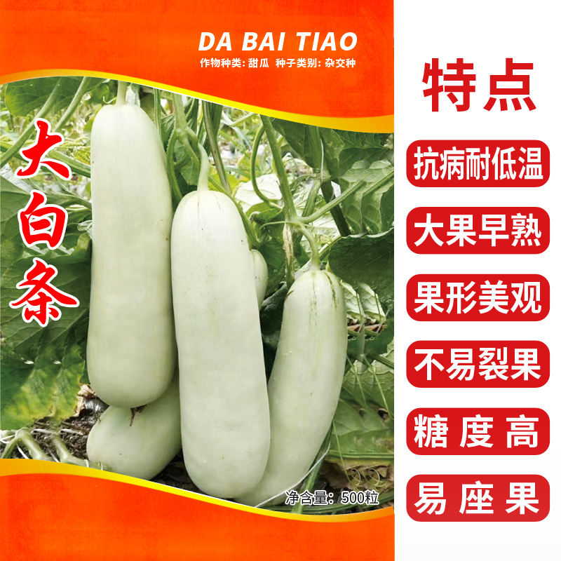 博洋61号甜瓜种子抗病耐低温大果早熟不易裂果亩产8000-10000斤！