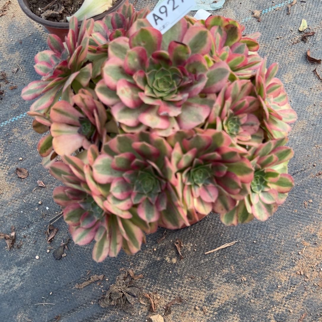 927雨荷多肉植物法师多肉