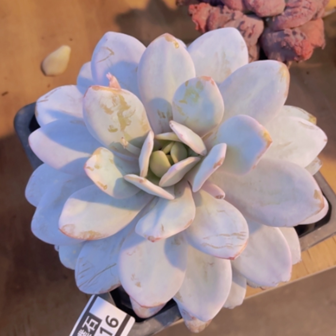【闪购商品】雪莲03316