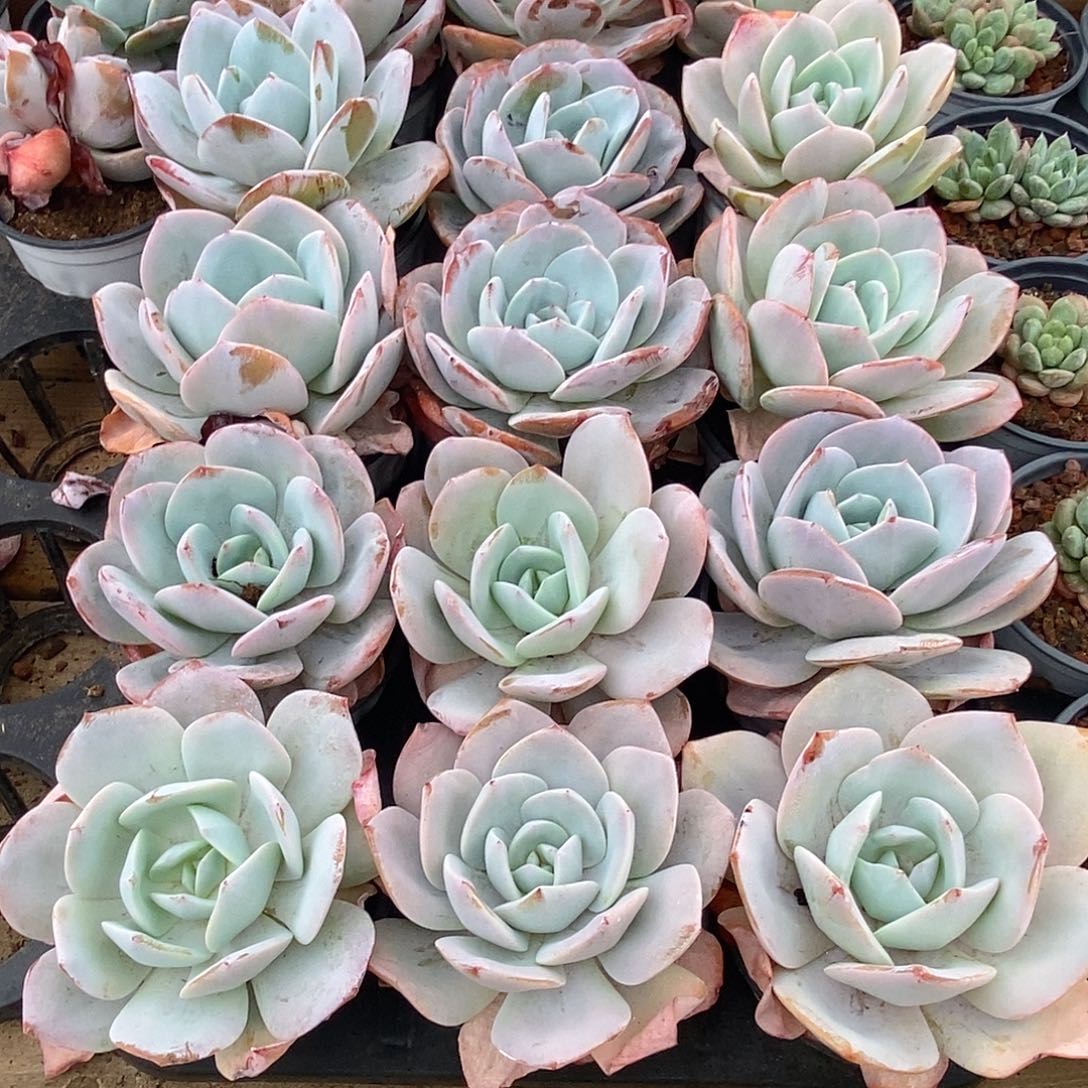 金汇园艺，国版奶茶老桩