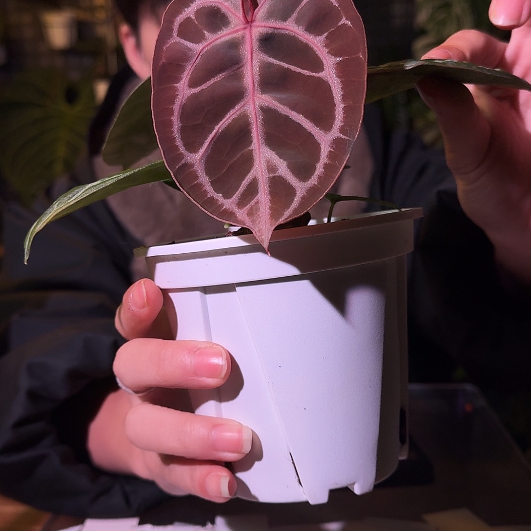 不开花植物G181k红杂印尼红虎