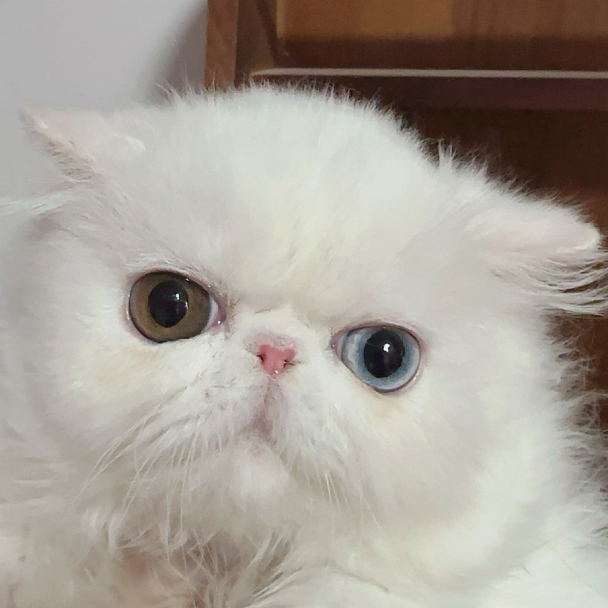 MODEL CAT加菲猫波斯猫 加菲猫 异瞳弟弟 来福