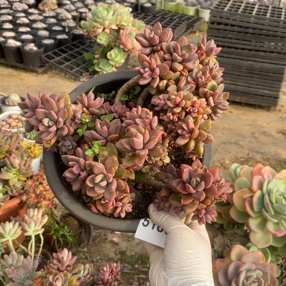 5186紫心老桩一物一拍