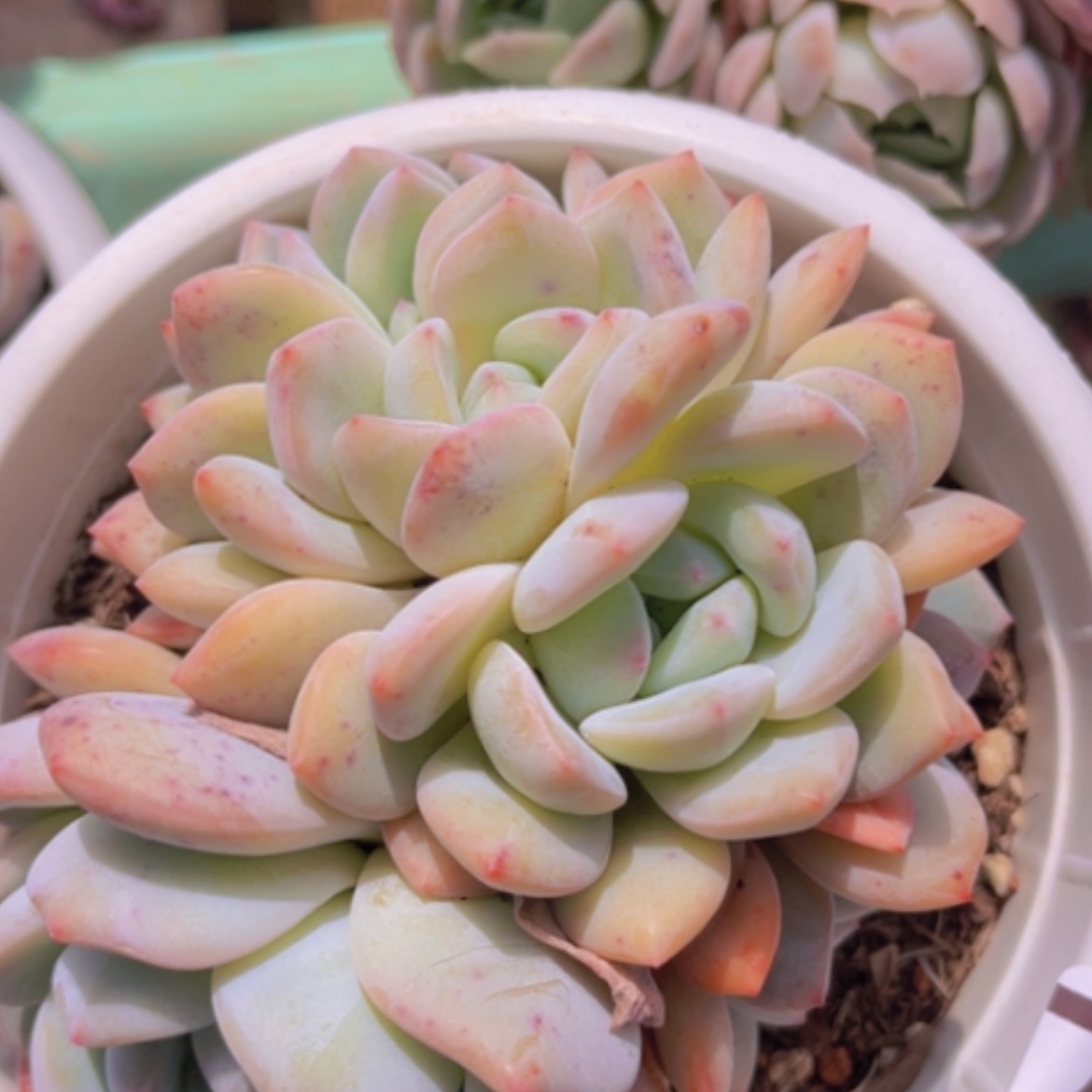 【闪购商品】橙梦露朵朵17167