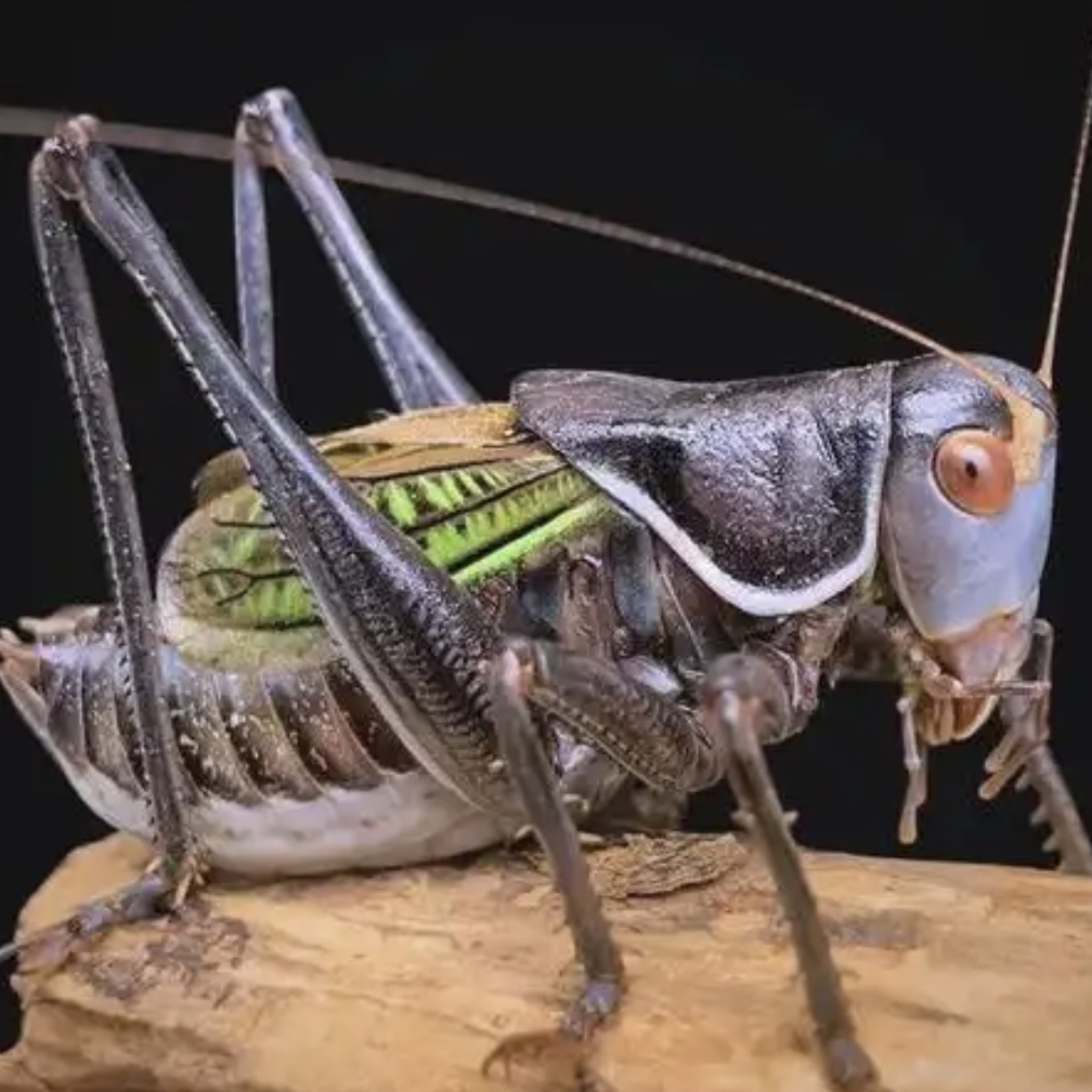 小伟科普好物·水晶蛙叫蝈蝈明信片包装盒一个