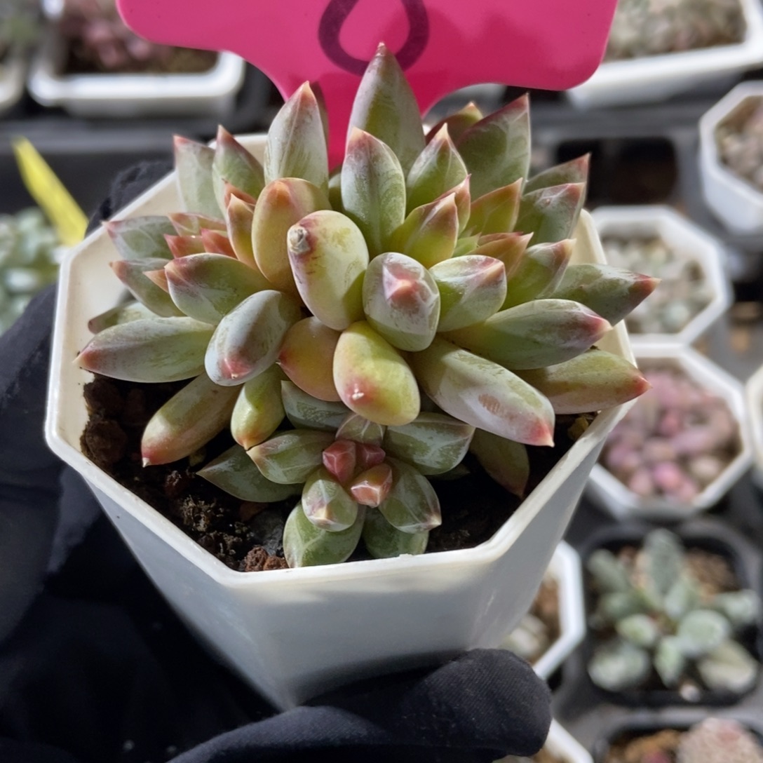 8伊丽莎白多肉植物