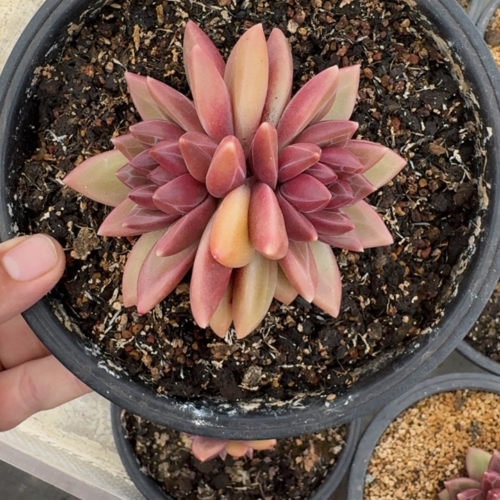 迷雾泡泡 双头  一物一拍